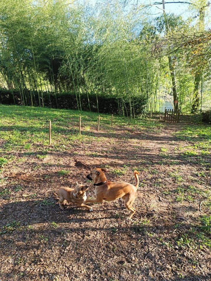 Entre Riviere & Bambous - Vue Riviere - Parc Arbore - Petfriendly *